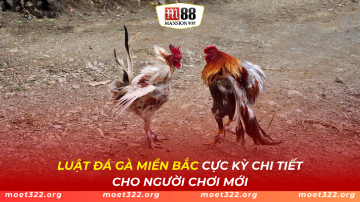 Luật Đá Gà Miền Bắc Cực Kỳ Chi Tiết Cho Người Chơi Mới Tại M88 1 Luật Đá Gà Miền Bắc Cực Kỳ Chi Tiết Cho Người Chơi Mới Tại M88