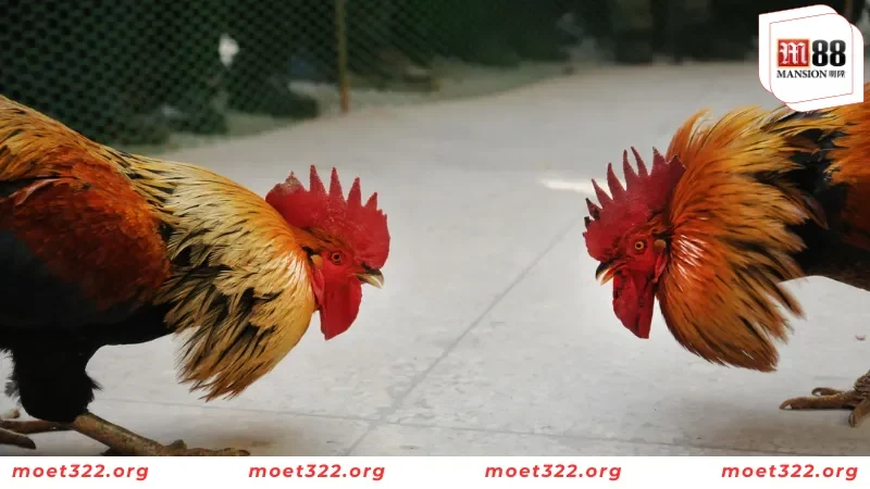 Tiết Lộ Các Thuật Ngữ Đá Gà Mà Kê Thủ Cần Nắm Tại M88 2 Danh mục các thuật ngữ hay được sử dụng