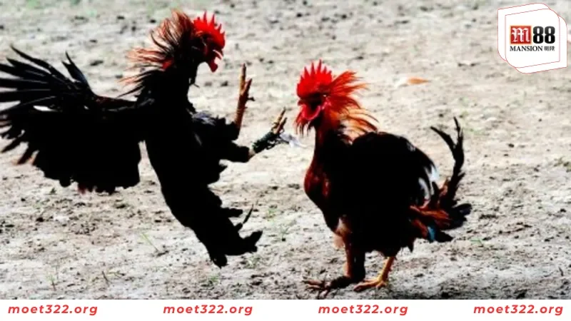 Tiết Lộ Các Thuật Ngữ Đá Gà Mà Kê Thủ Cần Nắm Tại M88 3 Danh mục các thuật ngữ trong bài tập