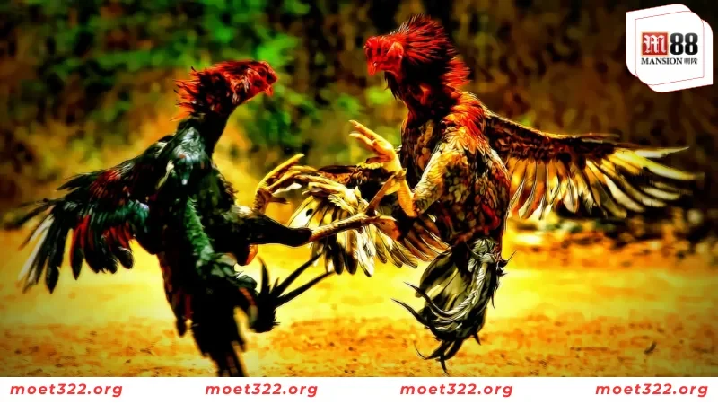 Tiết Lộ Các Thuật Ngữ Đá Gà Mà Kê Thủ Cần Nắm Tại M88 4 Top các thuật ngữ về bài tập hằng ngày