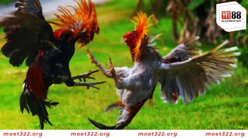 Tiết Lộ Các Thuật Ngữ Đá Gà Mà Kê Thủ Cần Nắm Tại M88 5 List các thuật ngữ trong huấn luyện đá gà