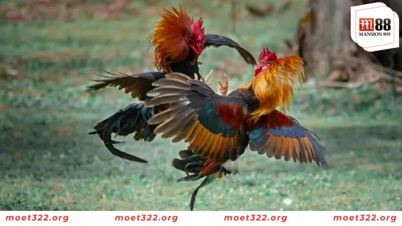 Tiết Lộ Các Thuật Ngữ Đá Gà Mà Kê Thủ Cần Nắm Tại M88 6 Top các thuật ngữ về hành vi của kê thủ