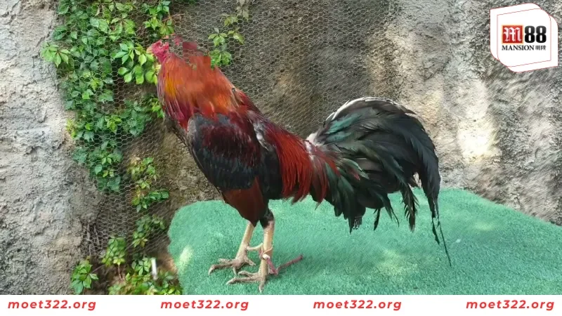 Luật Đá Gà Miền Bắc Cực Kỳ Chi Tiết Cho Người Chơi Mới Tại M88 2 Vài nét về luật chơi đá gà miền Bắc