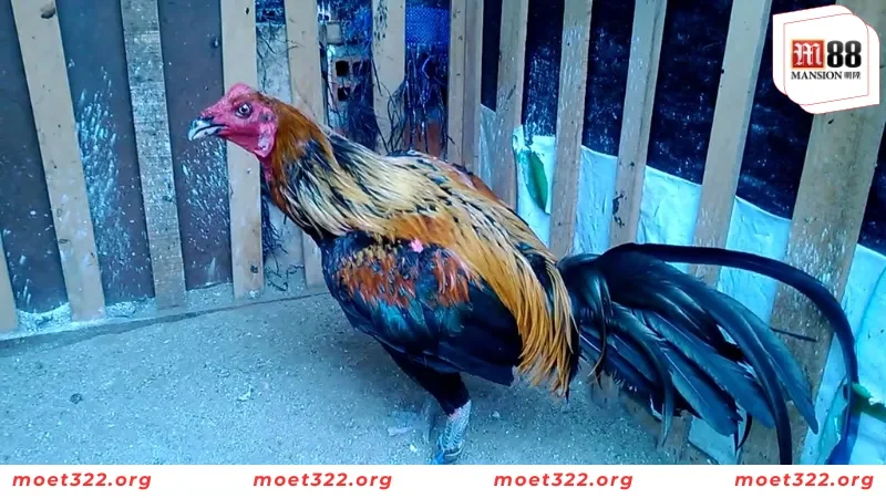 Luật Đá Gà Miền Bắc Cực Kỳ Chi Tiết Cho Người Chơi Mới Tại M88 3 Những thuật ngữ cần nắm khi chơi đá gà