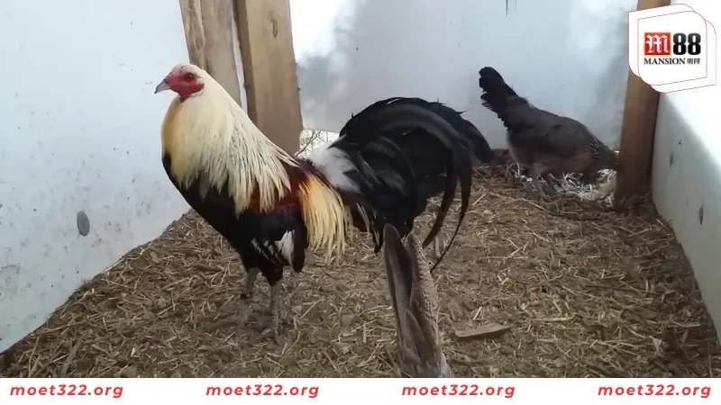 Luật Đá Gà Miền Bắc Cực Kỳ Chi Tiết Cho Người Chơi Mới Tại M88 5 Những lý do buộc người chơi phải tuân thủ luật đá gà