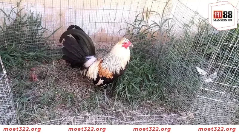 Luật Đá Gà Miền Bắc Cực Kỳ Chi Tiết Cho Người Chơi Mới Tại M88 4 Tham khảo các hạng đấu có tại đá gà miền Bắc