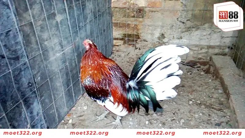 Luật Đá Gà Miền Bắc Cực Kỳ Chi Tiết Cho Người Chơi Mới Tại M88 6 Bỏ túi bí quyết thắng lớn khi biết cách áp dụng luật